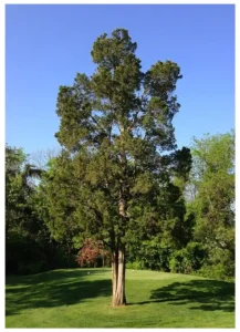 neighborhoodforest