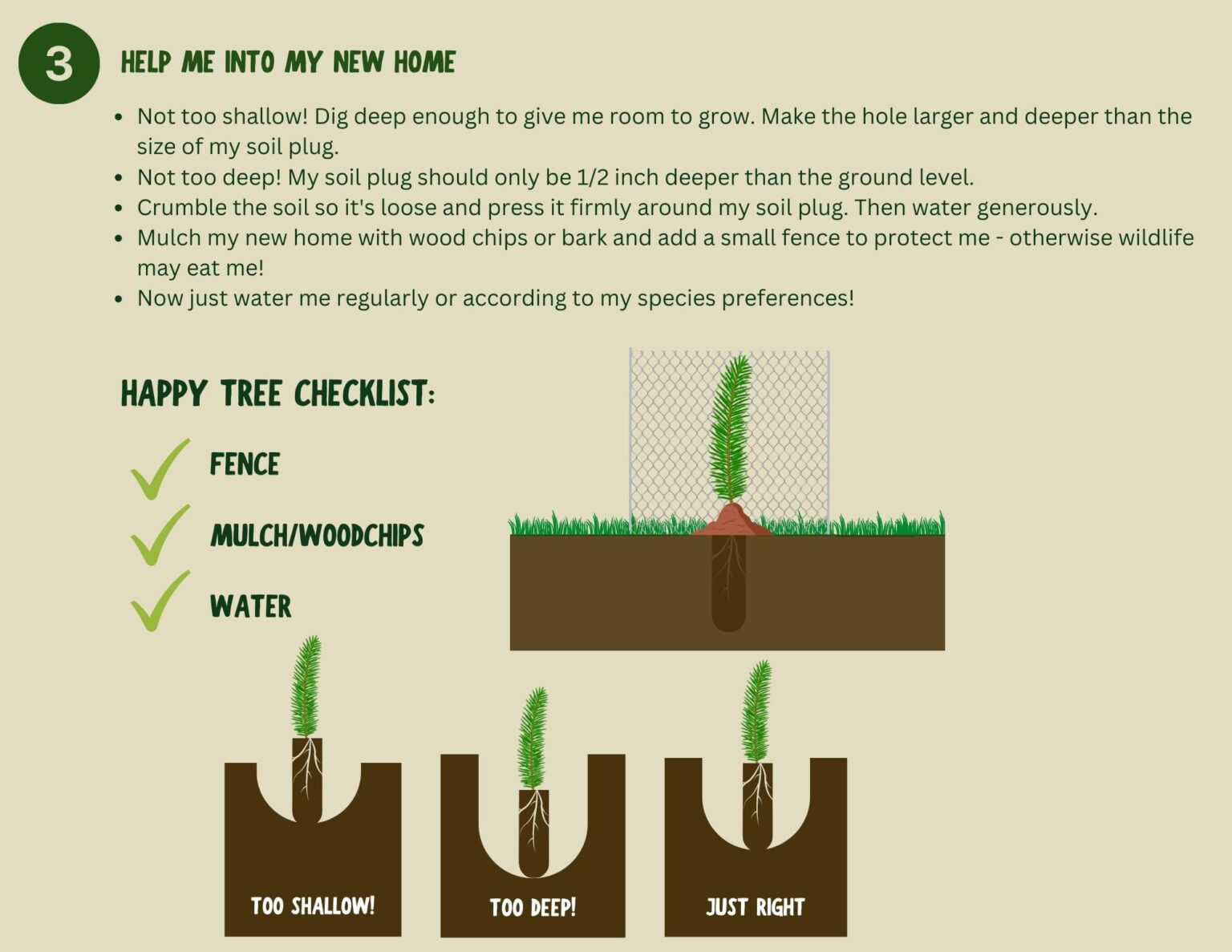 Tree Planting Instructions Neighborhood Forest