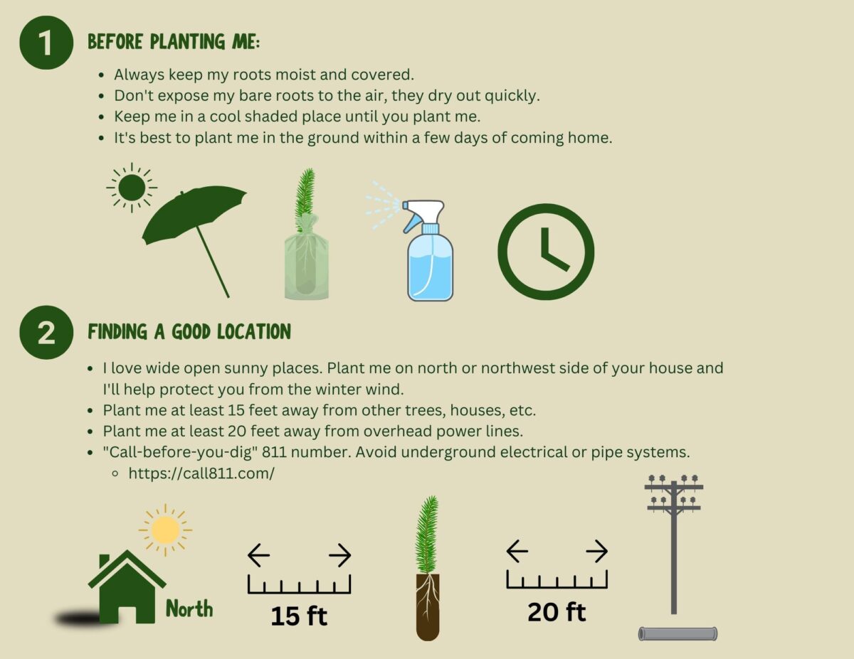 Tree Planting Instructions | Neighborhood Forest