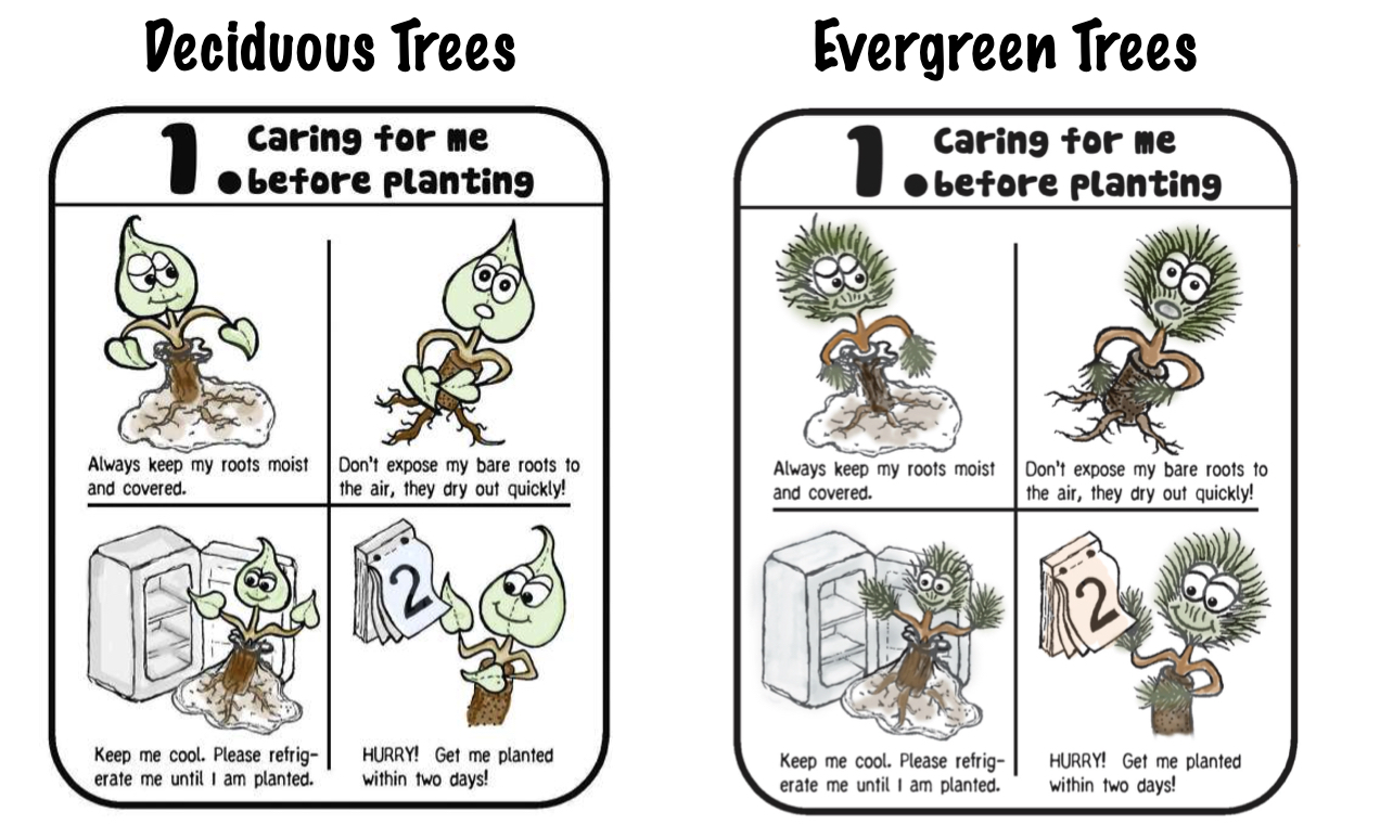 Tree Planting Instructions | Neighborhood Forest
